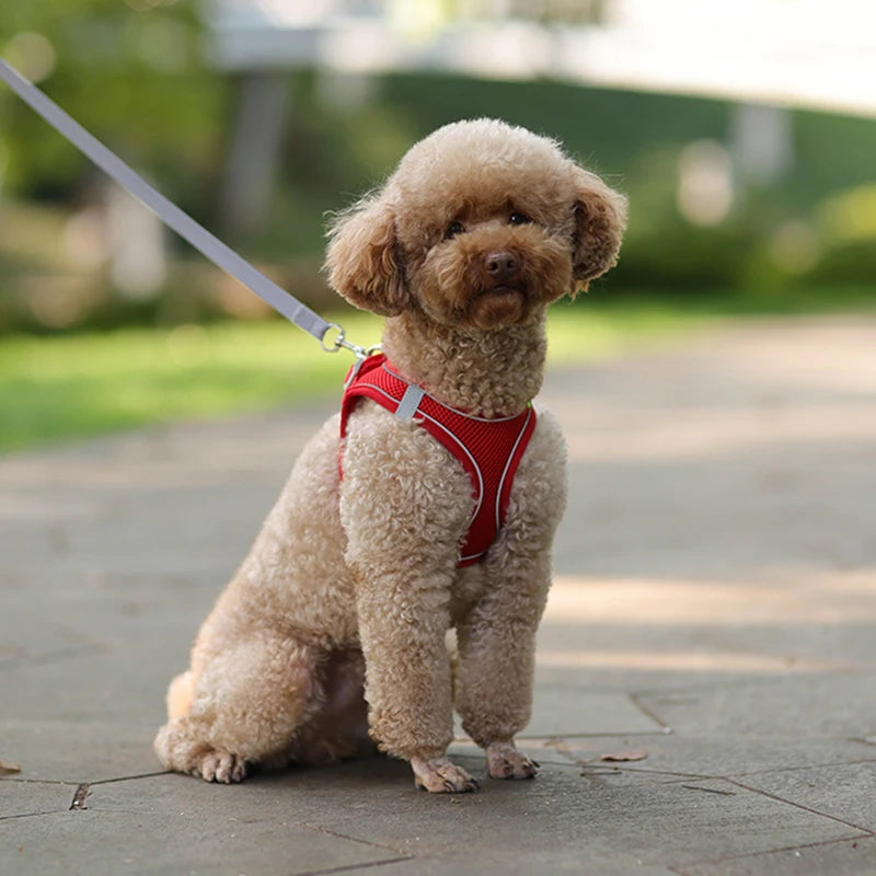 Adjustable Dog Harness & Leash Set for Small Dogs – Puppy & Cat Vest